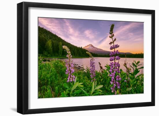 Wildflower Lake, Trillium Lake and Lupine, Mount Hood Wilderness, Oregon-Vincent James-Framed Photographic Print