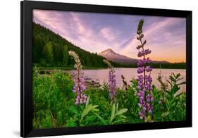 Wildflower Lake, Trillium Lake and Lupine, Mount Hood Wilderness, Oregon-Vincent James-Framed Photographic Print