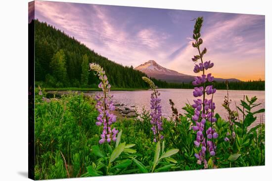 Wildflower Lake, Trillium Lake and Lupine, Mount Hood Wilderness, Oregon-Vincent James-Stretched Canvas