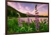 Wildflower Lake, Trillium Lake and Lupine, Mount Hood Wilderness, Oregon-Vincent James-Framed Photographic Print