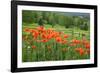 Wildflower Landscape, New Brunswick, Canada-Ellen Anon-Framed Photographic Print