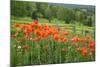 Wildflower Landscape, New Brunswick, Canada-Ellen Anon-Mounted Photographic Print