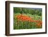 Wildflower Landscape, New Brunswick, Canada-Ellen Anon-Framed Photographic Print