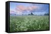 Wildflower Meadow at Dawn, Nemunas Delta, Lithuania, June 2009-Hamblin-Framed Stretched Canvas