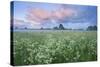 Wildflower Meadow at Dawn, Nemunas Delta, Lithuania, June 2009-Hamblin-Stretched Canvas