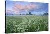 Wildflower Meadow at Dawn, Nemunas Delta, Lithuania, June 2009-Hamblin-Stretched Canvas