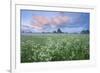 Wildflower Meadow at Dawn, Nemunas Delta, Lithuania, June 2009-Hamblin-Framed Photographic Print