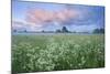 Wildflower Meadow at Dawn, Nemunas Delta, Lithuania, June 2009-Hamblin-Mounted Photographic Print