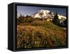 Wildflower Meadow Below Mount Rainier-Stuart Westmorland-Framed Stretched Canvas