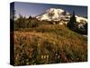 Wildflower Meadow Below Mount Rainier-Stuart Westmorland-Stretched Canvas