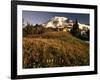 Wildflower Meadow Below Mount Rainier-Stuart Westmorland-Framed Photographic Print