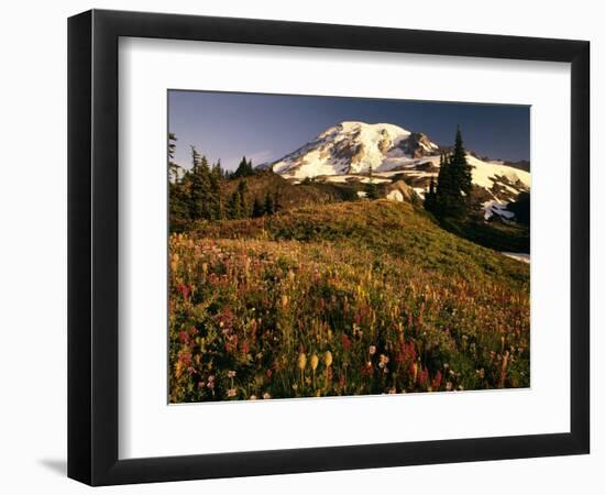 Wildflower Meadow Below Mount Rainier-Stuart Westmorland-Framed Photographic Print