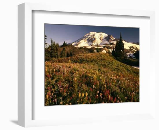 Wildflower Meadow Below Mount Rainier-Stuart Westmorland-Framed Photographic Print