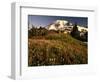 Wildflower Meadow Below Mount Rainier-Stuart Westmorland-Framed Photographic Print