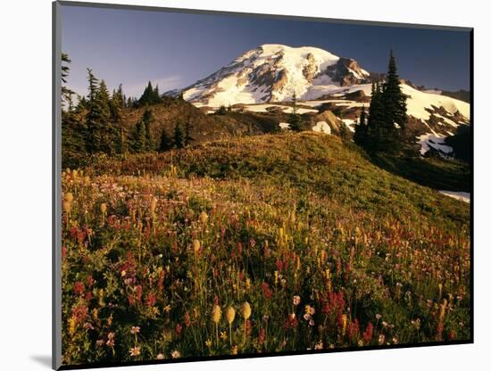 Wildflower Meadow Below Mount Rainier-Stuart Westmorland-Mounted Photographic Print