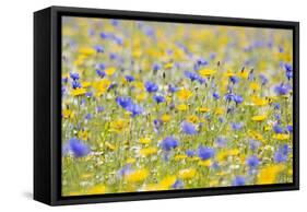 Wildflower Meadow Cultivated with Cornflower-null-Framed Stretched Canvas