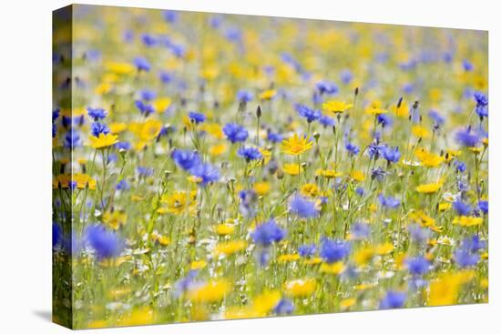 Wildflower Meadow Cultivated with Cornflower-null-Stretched Canvas