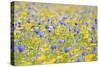 Wildflower Meadow Cultivated with Cornflower-null-Stretched Canvas