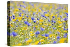 Wildflower Meadow Cultivated with Cornflower-null-Stretched Canvas