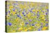 Wildflower Meadow Cultivated with Cornflower-null-Stretched Canvas