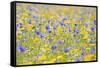 Wildflower Meadow Cultivated with Cornflower-null-Framed Stretched Canvas