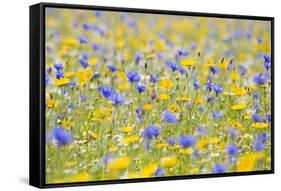 Wildflower Meadow Cultivated with Cornflower-null-Framed Stretched Canvas