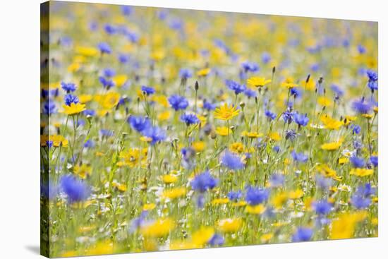 Wildflower Meadow Cultivated with Cornflower-null-Stretched Canvas