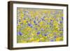 Wildflower Meadow Cultivated with Cornflower-null-Framed Premium Photographic Print