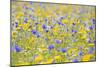 Wildflower Meadow Cultivated with Cornflower-null-Mounted Premium Photographic Print