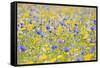 Wildflower Meadow Cultivated with Cornflower-null-Framed Stretched Canvas