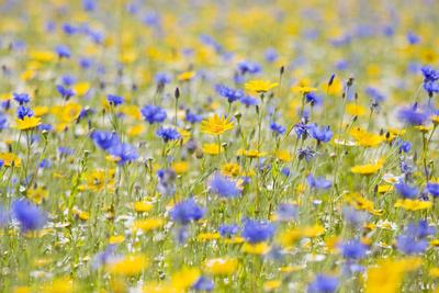 https://imgc.allpostersimages.com/img/posters/wildflower-meadow-cultivated-with-cornflower_u-L-Q1067QK0.jpg?artPerspective=n