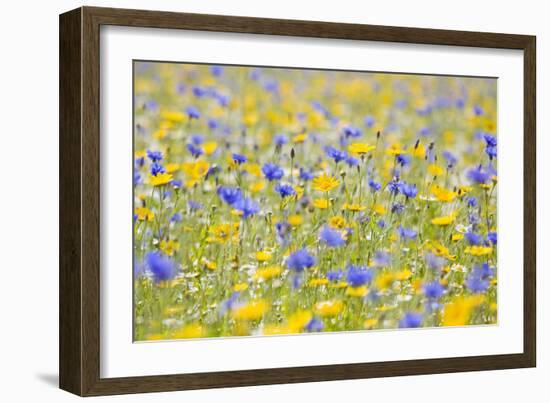 Wildflower Meadow Cultivated with Cornflower-null-Framed Photographic Print