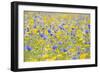 Wildflower Meadow Cultivated with Cornflower-null-Framed Photographic Print