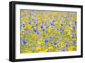 Wildflower Meadow Cultivated with Cornflower-null-Framed Photographic Print