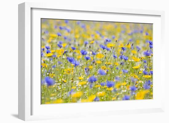 Wildflower Meadow Cultivated with Cornflower-null-Framed Photographic Print