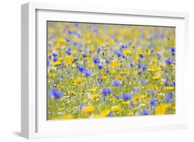 Wildflower Meadow Cultivated with Cornflower-null-Framed Photographic Print