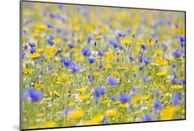 Wildflower Meadow Cultivated with Cornflower-null-Mounted Photographic Print