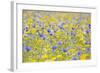 Wildflower Meadow Cultivated with Cornflower-null-Framed Photographic Print