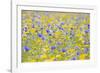 Wildflower Meadow Cultivated with Cornflower-null-Framed Photographic Print