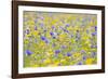 Wildflower Meadow Cultivated with Cornflower-null-Framed Photographic Print