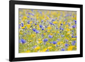 Wildflower Meadow Cultivated with Cornflower-null-Framed Photographic Print