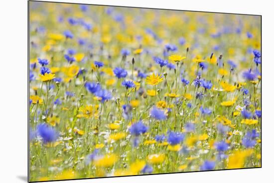 Wildflower Meadow Cultivated with Cornflower-null-Mounted Photographic Print