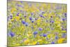 Wildflower Meadow Cultivated with Cornflower-null-Mounted Photographic Print