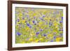 Wildflower Meadow Cultivated with Cornflower-null-Framed Photographic Print