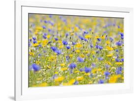 Wildflower Meadow Cultivated with Cornflower-null-Framed Photographic Print
