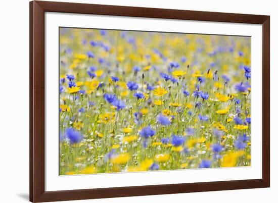 Wildflower Meadow Cultivated with Cornflower-null-Framed Photographic Print