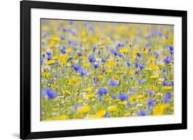 Wildflower Meadow Cultivated with Cornflower-null-Framed Photographic Print