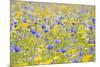 Wildflower Meadow Cultivated with Cornflower-null-Mounted Photographic Print