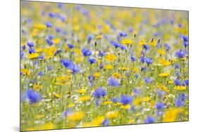 Wildflower Meadow Cultivated with Cornflower-null-Mounted Photographic Print