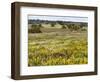 Wildflower meadow, Mertola, Parque Natural do Vale do Guadiana, Portugal, Alentejo-Martin Zwick-Framed Photographic Print